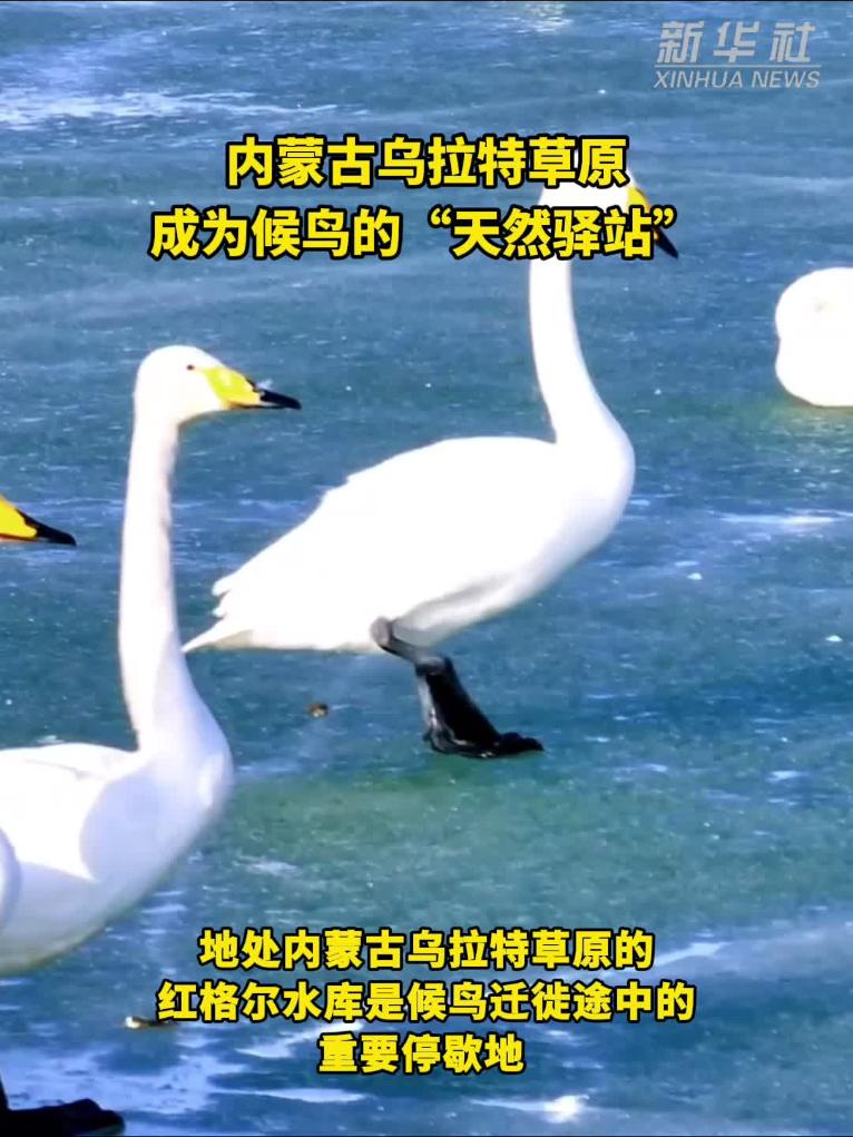 乌拉特草原成候鸟“天然驿站”
