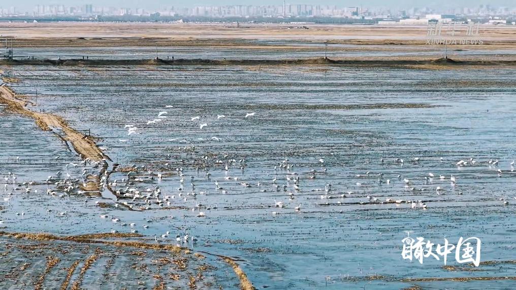 包头：春到黄河 万物竞晖