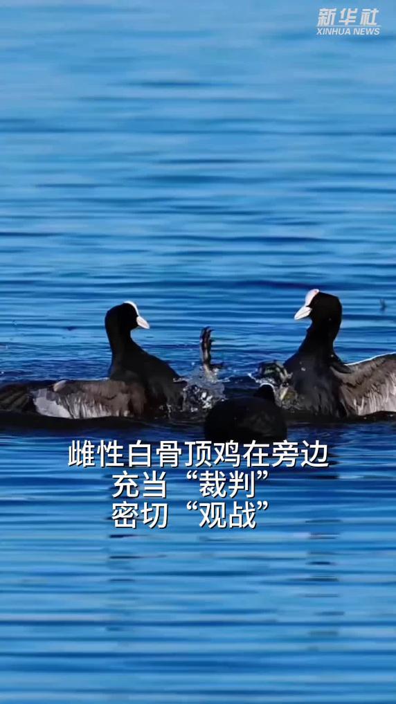 内蒙古乌梁素海：两只雄性白骨顶鸡“决斗”